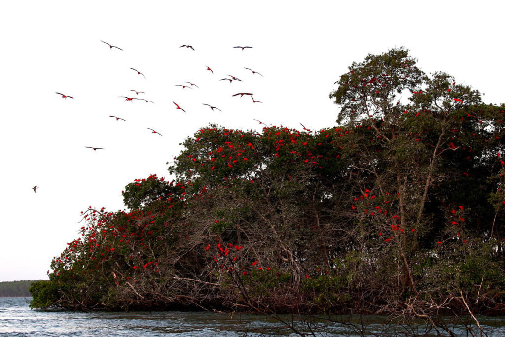 Parnaiba Delta Tour 